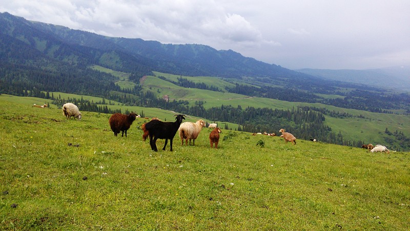 �������ԭ-�紵�ݵؼ�ţ��